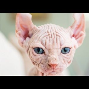 Meet your Posher, Eloise